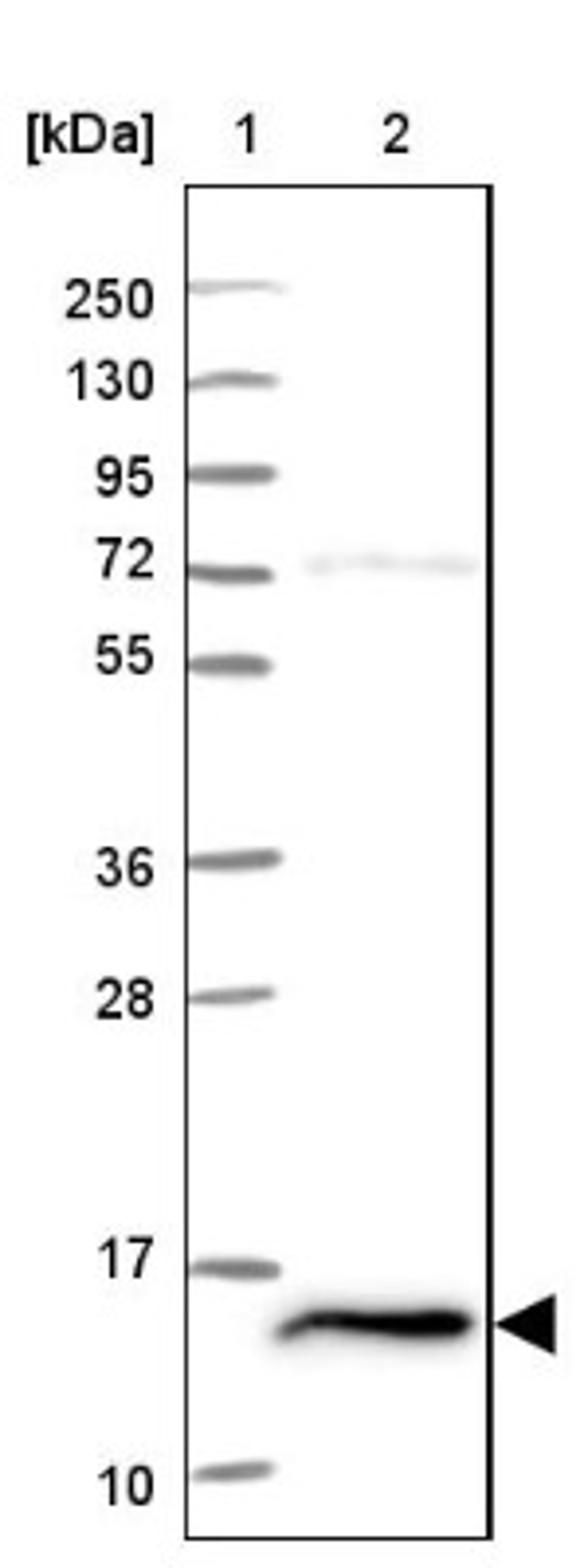 Western Blot: FKBP13/FKBP2 Antibody [NBP2-38604] - Lane 1: Marker [kDa] 250, 130, 95, 72, 55, 36, 28, 17, 10<br/>Lane 2: RT-4