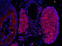 Immunohistochemical staining of mouse embryo tissue using SEMA5A antibody.