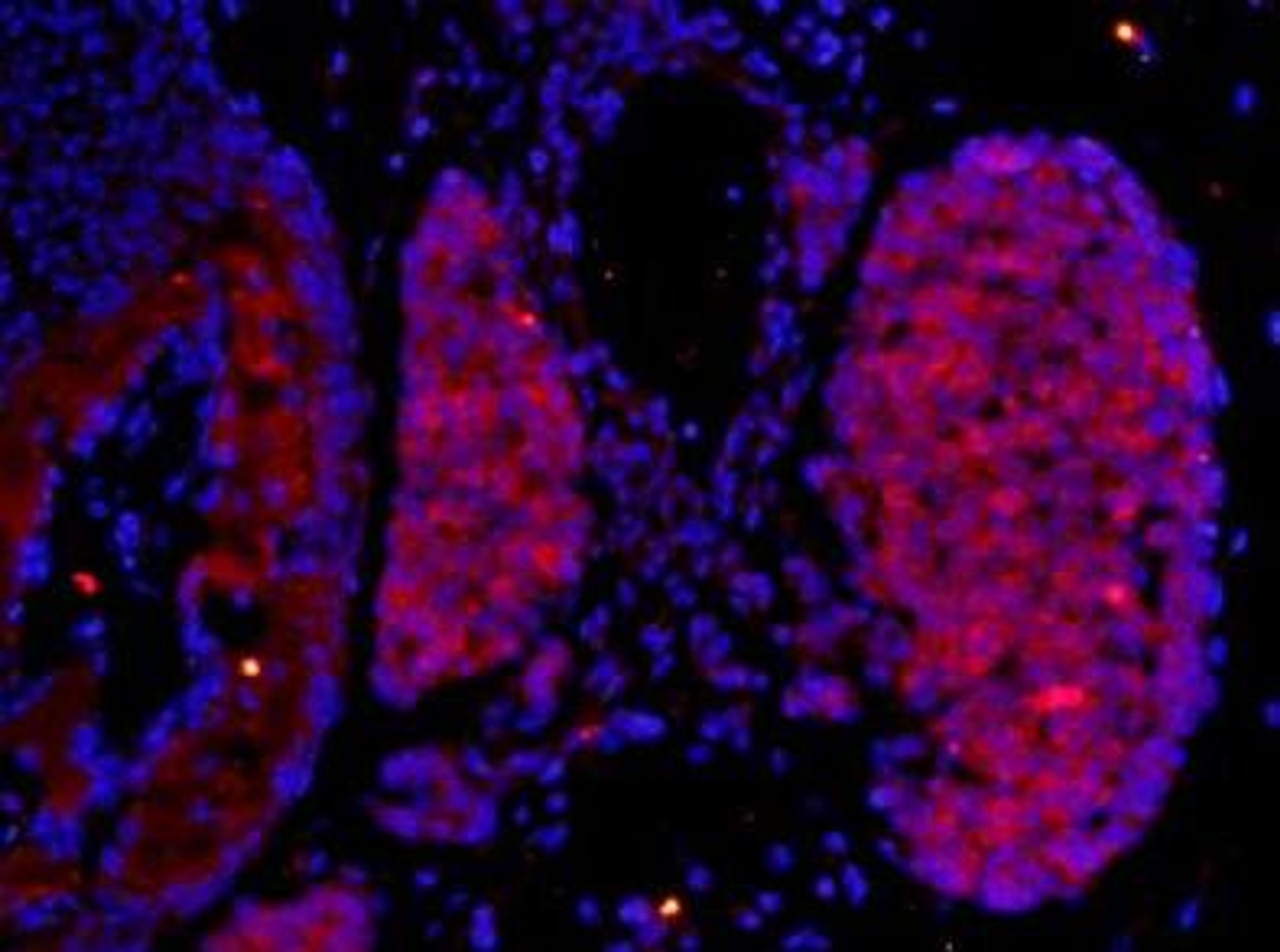 Immunohistochemical staining of mouse embryo tissue using SEMA5A antibody.