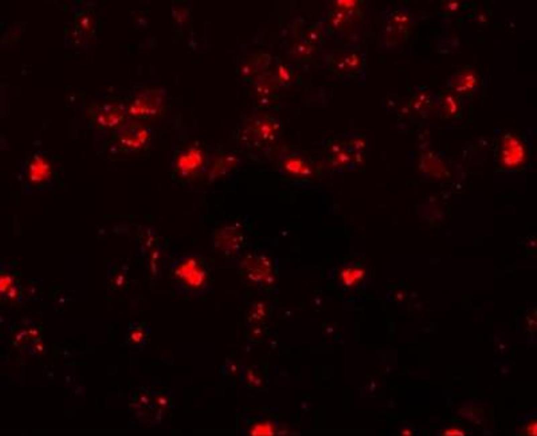 Immunofluorescence: SH3RF2 Antibody [NBP1-76284] - Human brain tissue with SH3RF2 antibody at 20 ug/mL.