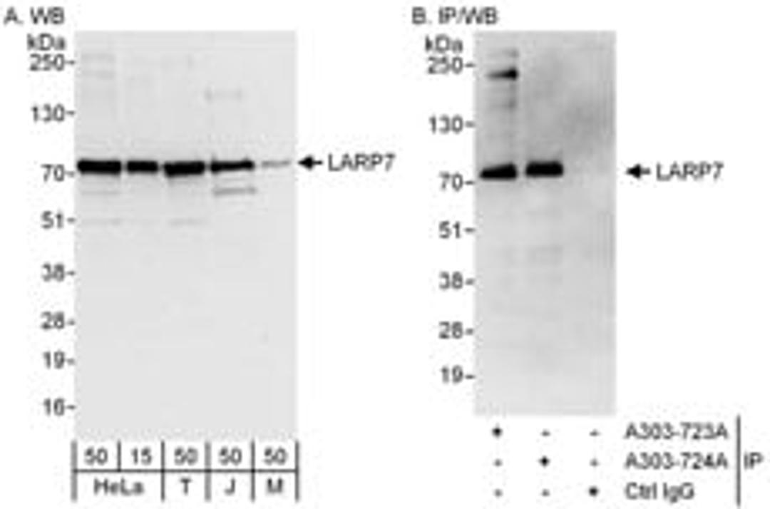 Detection of human and mouse LARP7 by western blot (h and m) and immunoprecipitation (h).