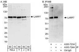 Detection of human and mouse LARP7 by western blot (h and m) and immunoprecipitation (h).