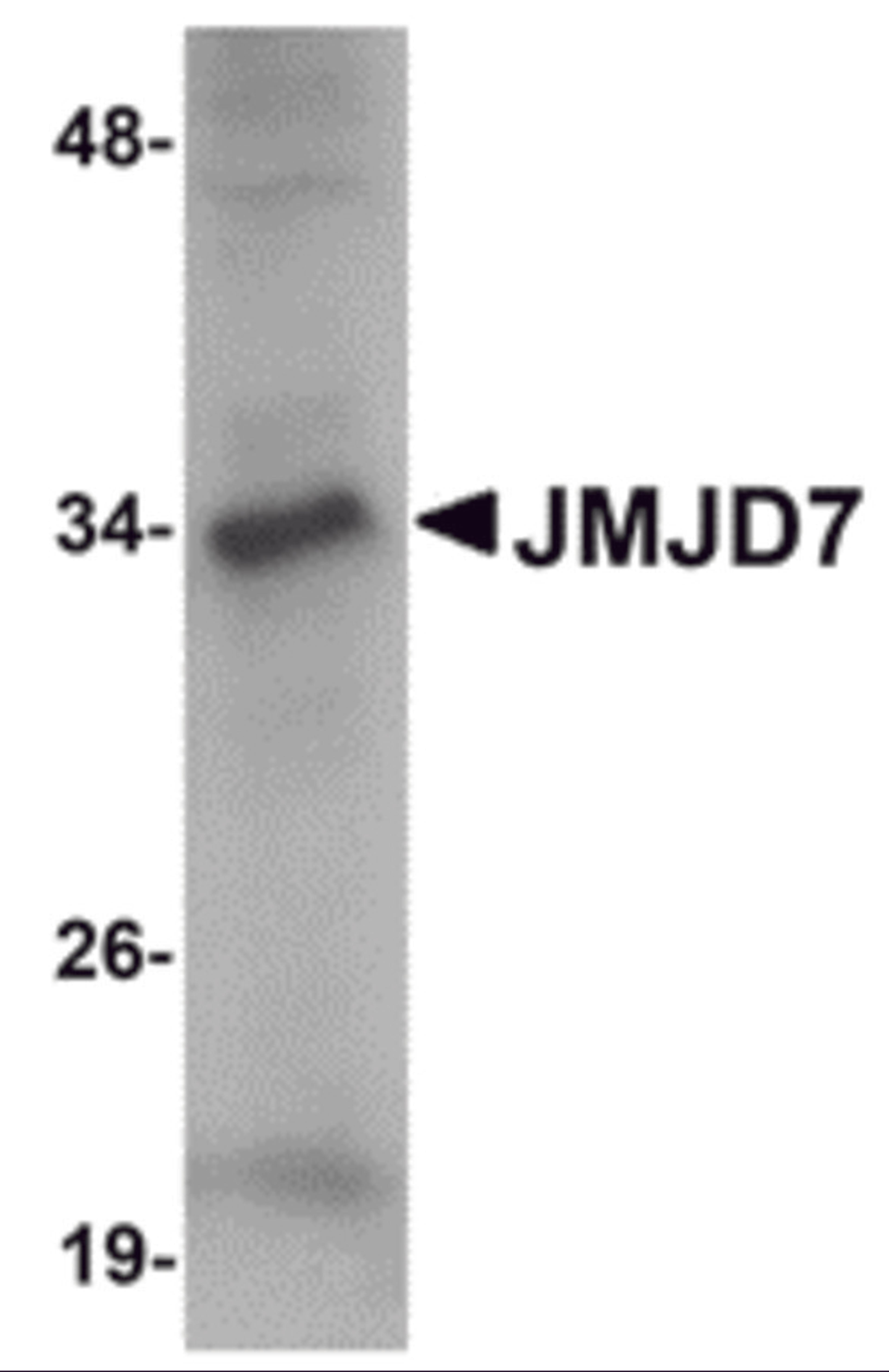 Western blot analysis of JMJD7 in 3T3 cell lysate with JMJD7 antibody at 1 &#956;g/mL.