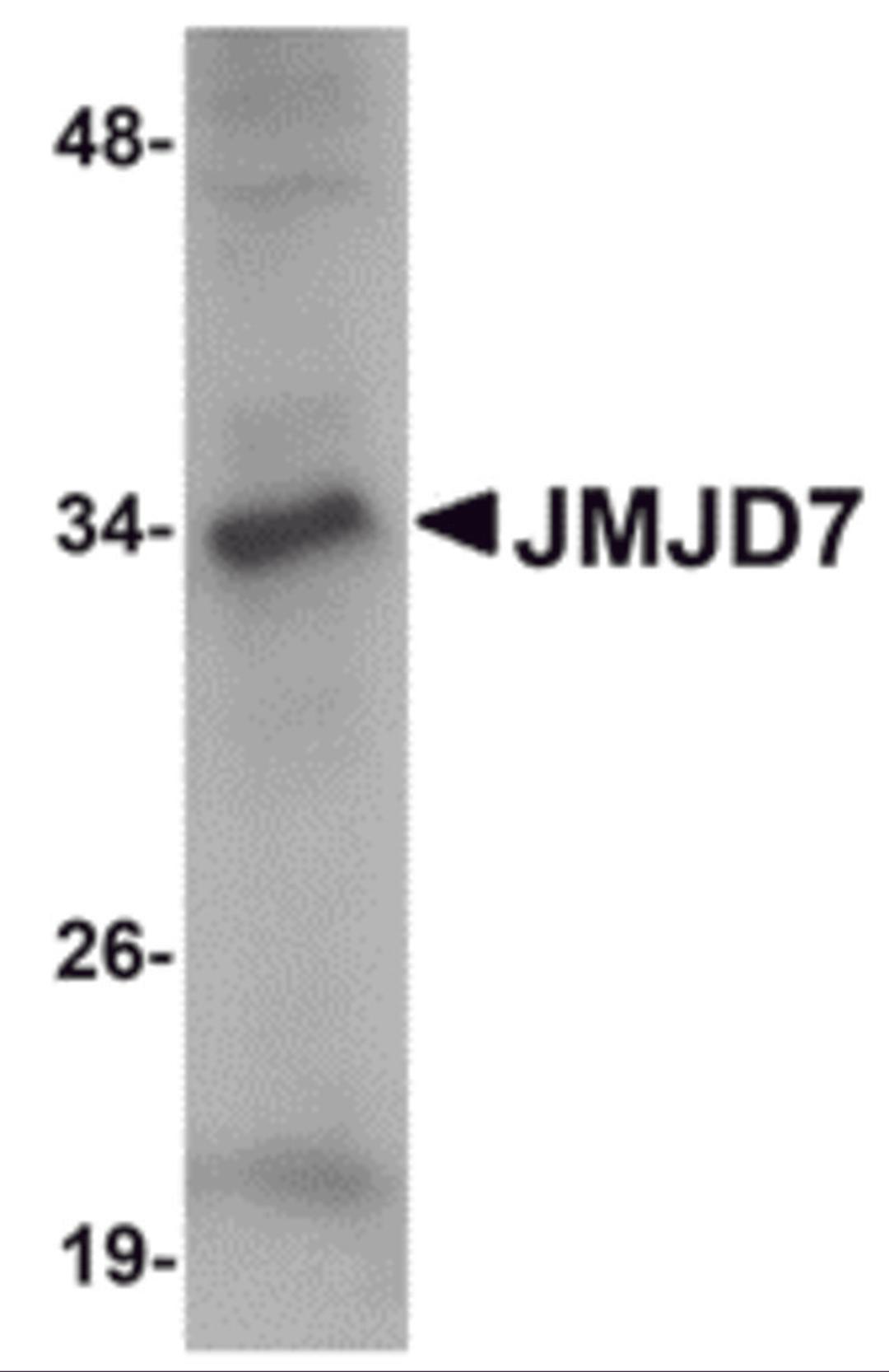 Western blot analysis of JMJD7 in 3T3 cell lysate with JMJD7 antibody at 1 μg/mL.