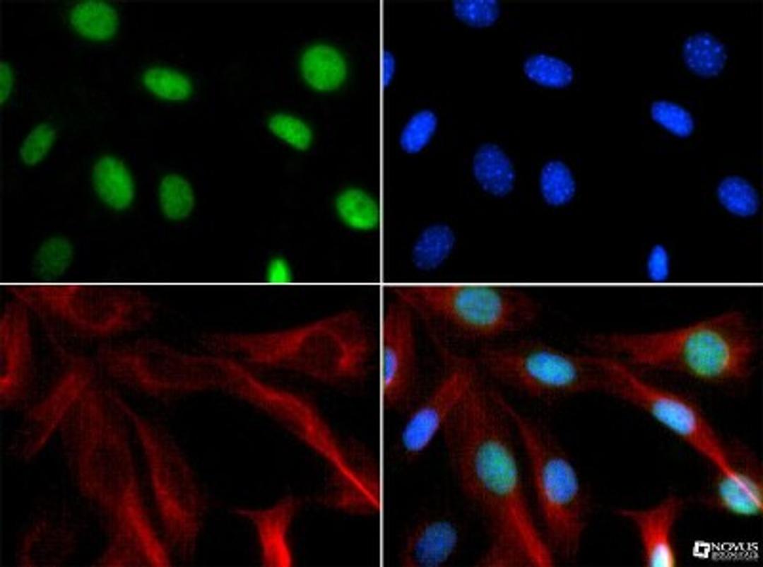 Immunocytochemistry/Immunofluorescence: Chd7 Antibody [NBP1-77393] - Antibody was tested in NIH/3T3 cells with FITC (green). Nuclei and actin were counterstained with Dapi (blue) and Phalloidin (red).