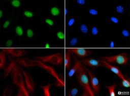 Immunocytochemistry/Immunofluorescence: Chd7 Antibody [NBP1-77393] - Antibody was tested in NIH/3T3 cells with FITC (green). Nuclei and actin were counterstained with Dapi (blue) and Phalloidin (red).