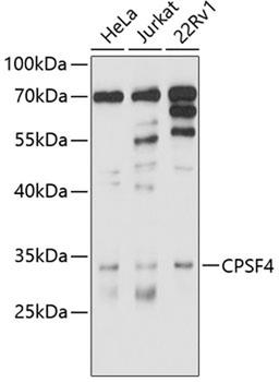 Western blot - CPSF4 antibody (A10284)