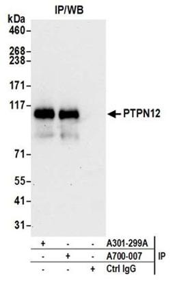 Detection of human PTPN12 by western blot of immunoprecipitates.