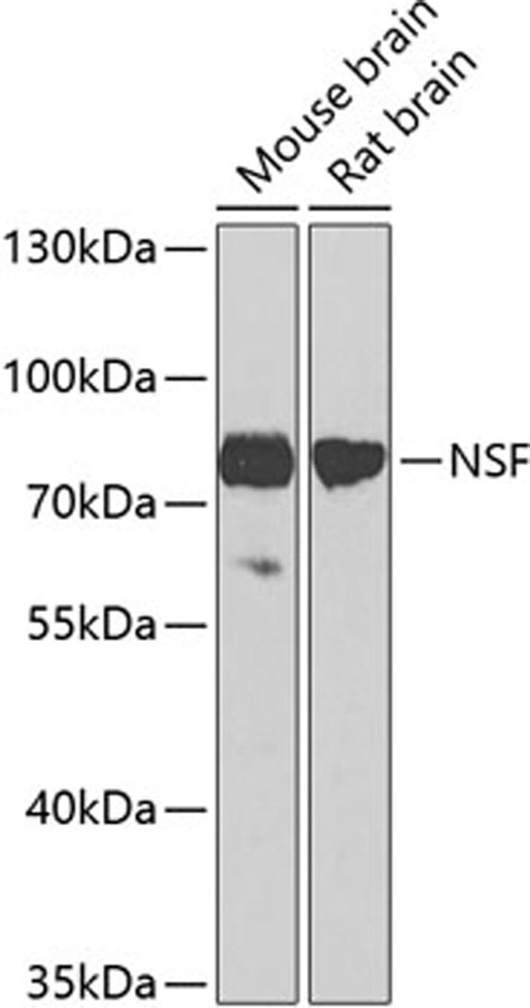 Western blot - NSF antibody (A0926)