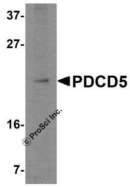 Western blot analysis of PDCD5 in Jurkat cell lysate with PDCD5 antibody at 2.5 &#956;g/mL.