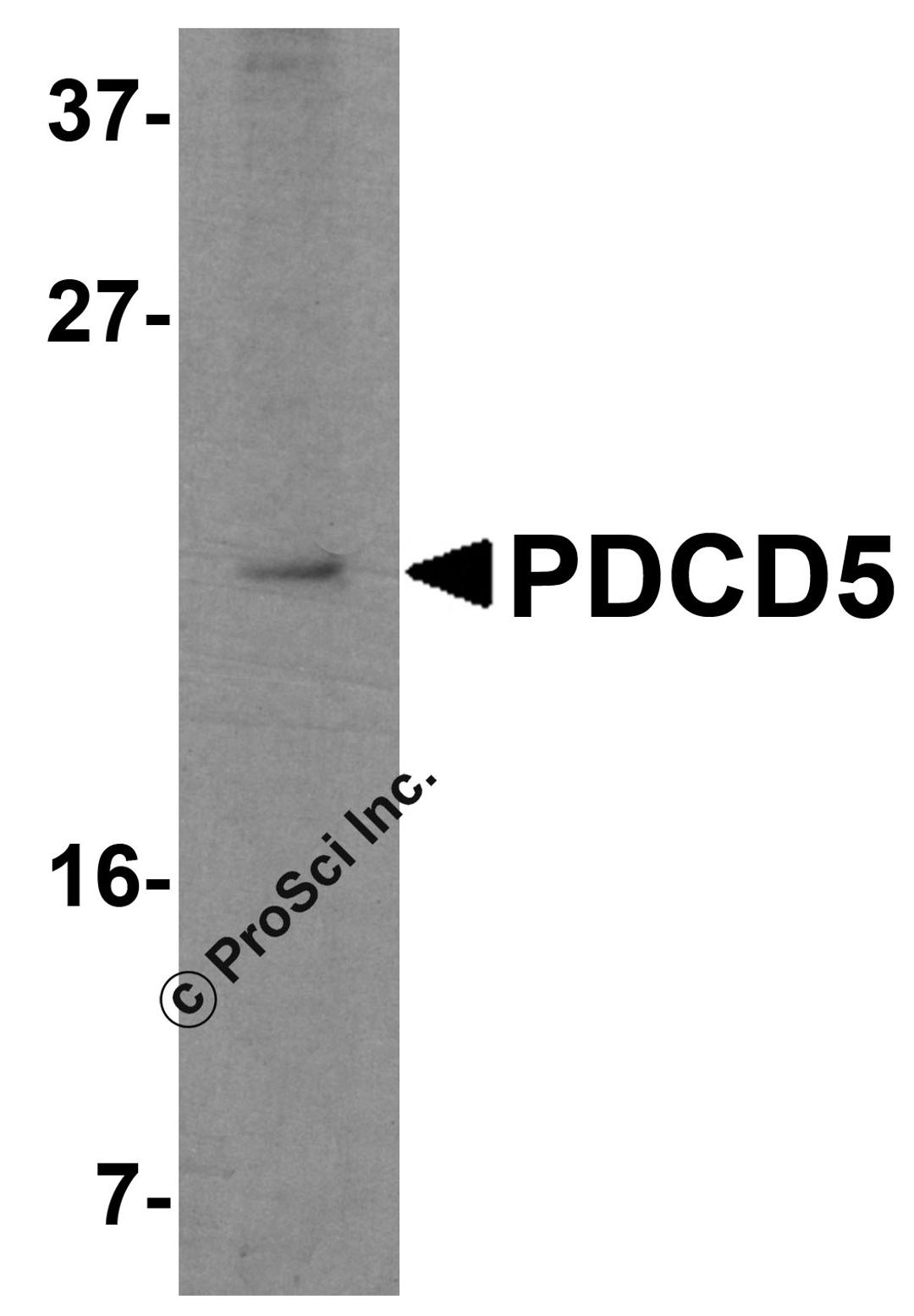 Western blot analysis of PDCD5 in Jurkat cell lysate with PDCD5 antibody at 2.5 μg/mL.