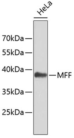 Western blot - MFF antibody (A4874)