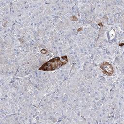 Immunohistochemistry-Paraffin: C12orf32 Antibody [NBP1-93694] - Staining of human pancreas shows strong cytoplasmic positivity in exocrine glandular cells.