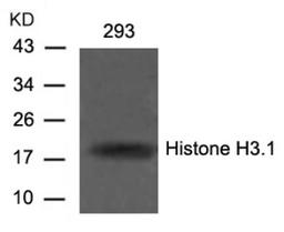 Western blot analysis of lysed extracts from 293 cells using Histone H3.1 (Ab-10).