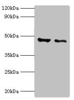Western blot. All lanes: PLIN2 antibody at 4ug/ml. Lane 1: HepG2 whole cell lysate. Lane 2: Hela whole cell lysate. Secondary. Goat polyclonal to rabbit IgG at 1/10000 dilution. Predicted band size: 48 kDa. Observed band size: 48 kDa.