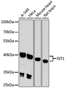 Western blot - IST1 antibody (A9401)