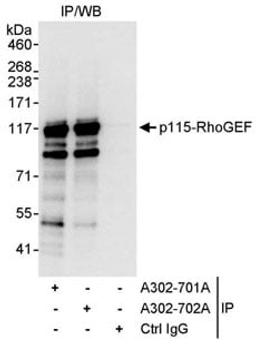 Detection of human p115-RhoGEF by western blot of immunoprecipitates.