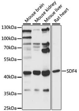 Western blot - SDF4 antibody (A15444)