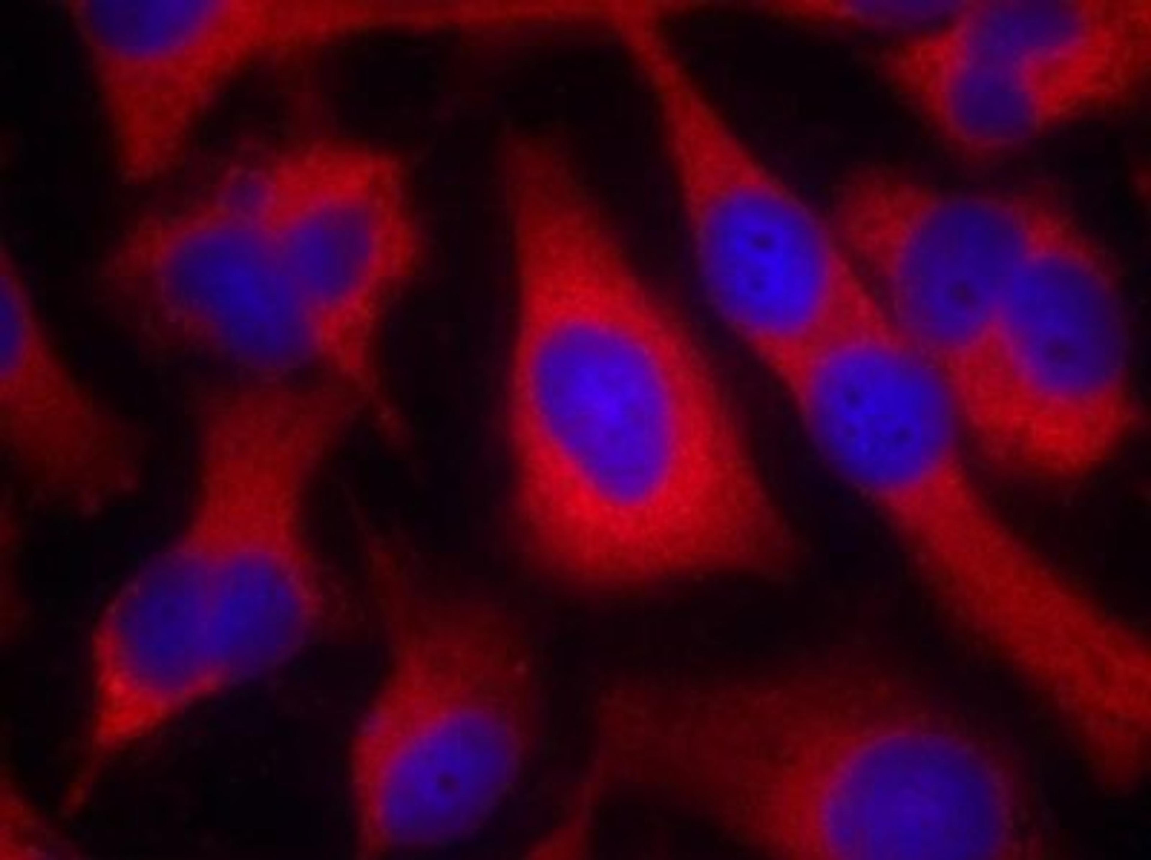 Immunocytochemistry/Immunofluorescence: IRS1 Antibody [NB100-82001] - Staining of methanol-fixed Hela cells using IRS-1 (Ab-636) antibody