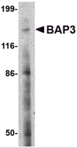 Western blot analysis of BAP3 in SK-N-SH cell lysate with BAP3 antibody at 2 &#956;g/mL.