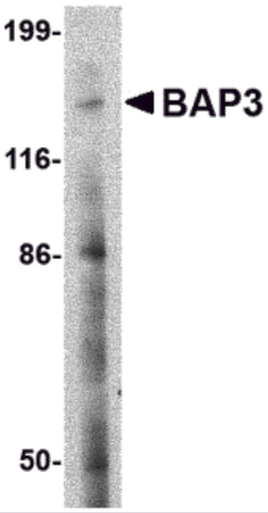 Western blot analysis of BAP3 in SK-N-SH cell lysate with BAP3 antibody at 2 μg/mL.