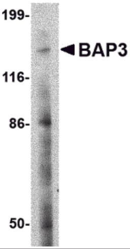 Western blot analysis of BAP3 in SK-N-SH cell lysate with BAP3 antibody at 2 μg/mL.