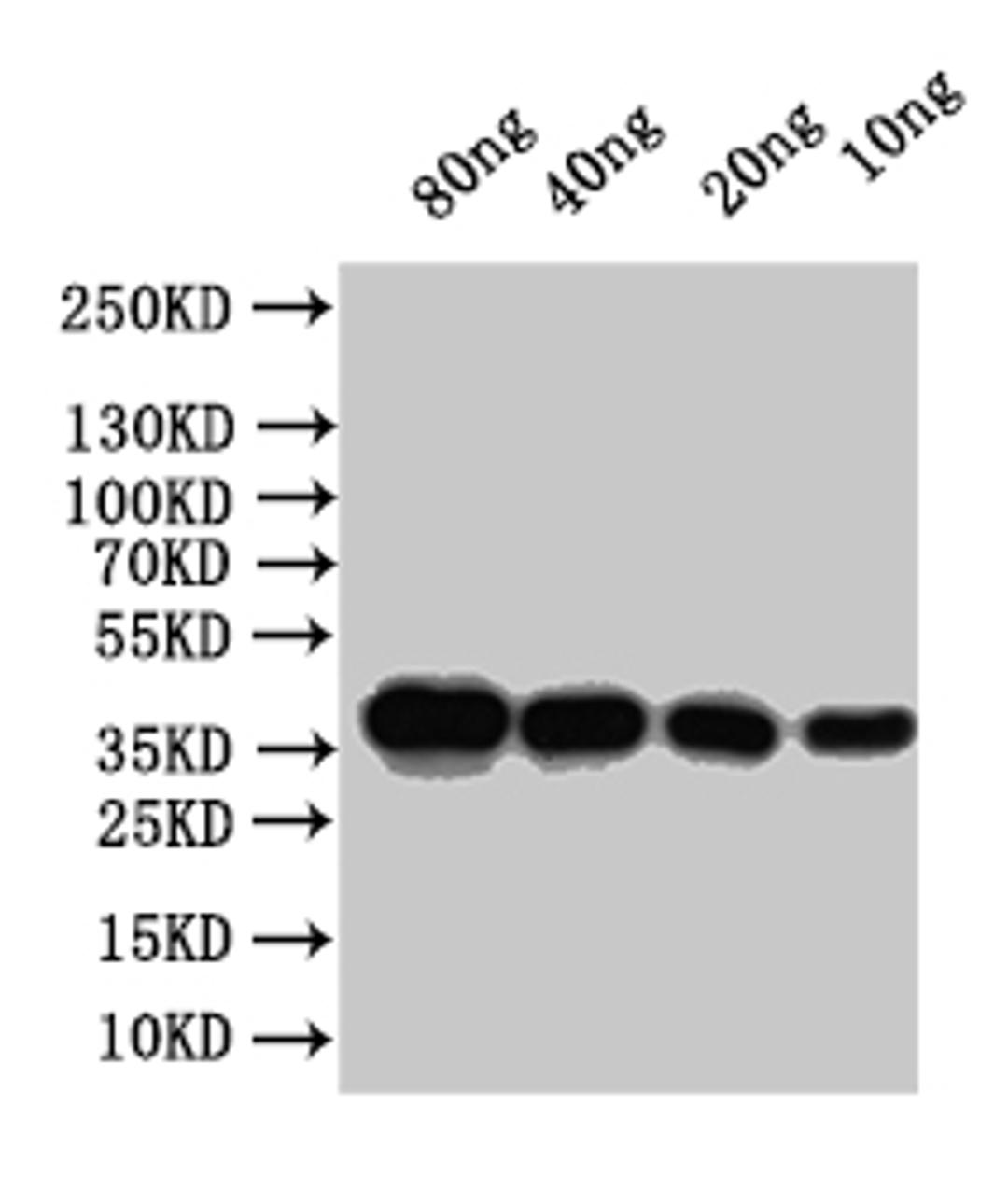 Western Blot. Positive WB detected in: recombinant protein. All lanes:Outer capsid protein VP4 Antibody at 1:1000. Secondary. Goat polyclonal to rabbit IgG at 1/50000 dilution. Predicted band size: 31.4 kDa. Observed band size:32 kDa. 