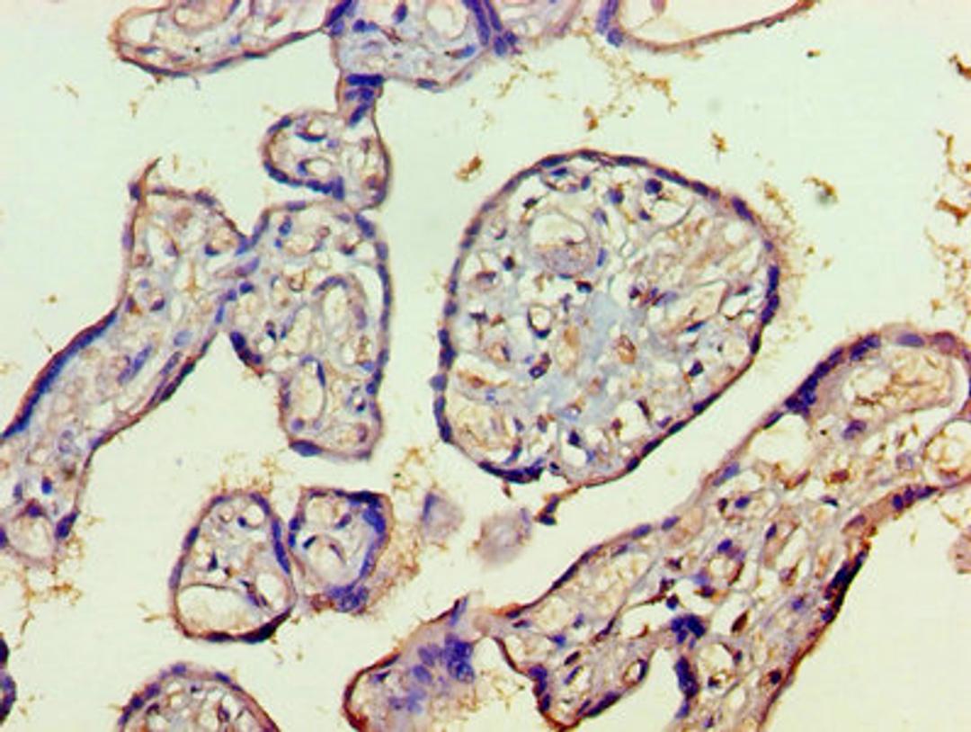 Immunohistochemistry of paraffin-embedded human placenta tissue using CSB-PA010244LA01HU at dilution of 1:100