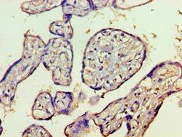 Immunohistochemistry of paraffin-embedded human placenta tissue using CSB-PA010244LA01HU at dilution of 1:100