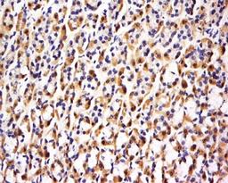 Immunohistochemical staining of Rat stomach tissue using FBXO48 antibody.