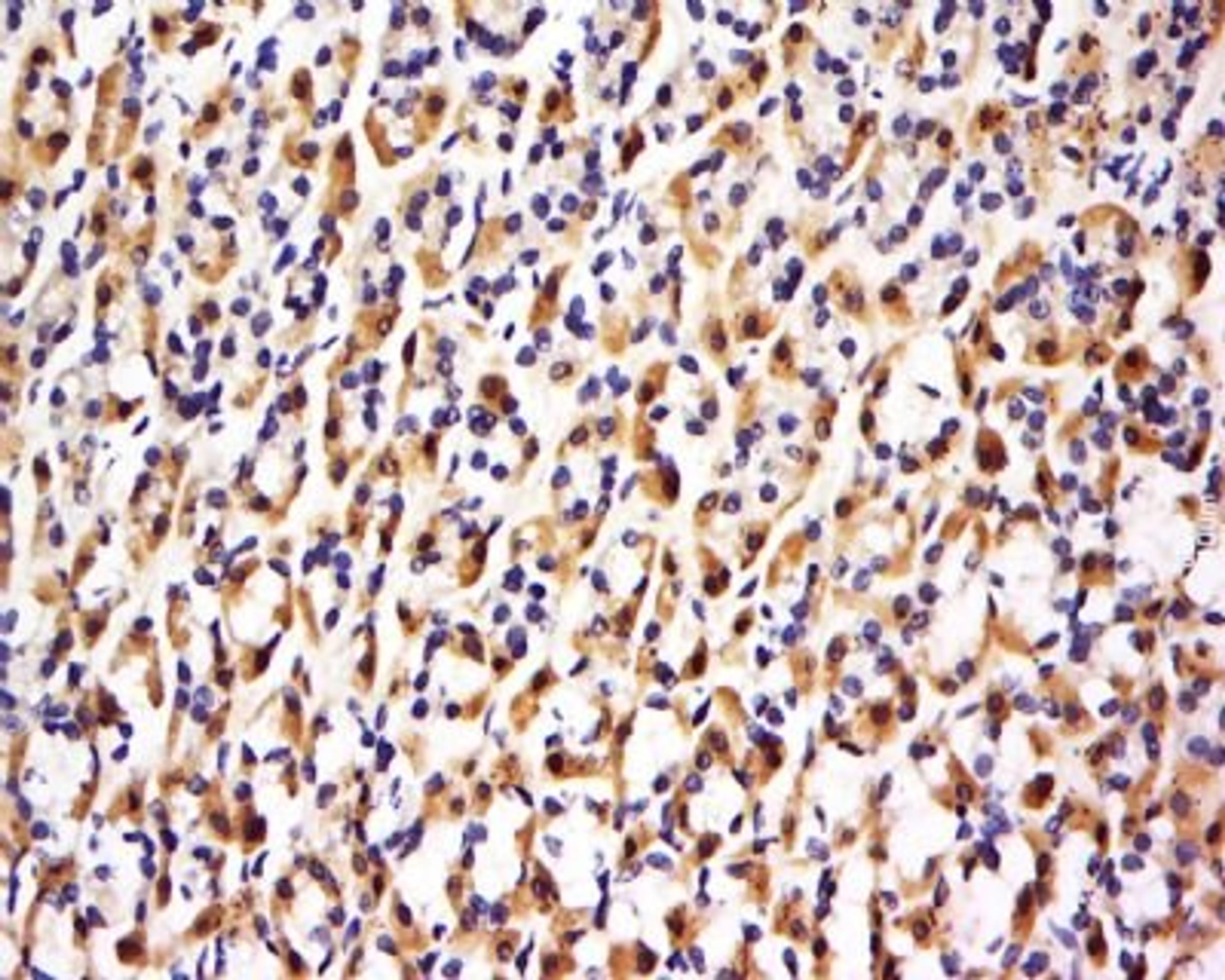 Immunohistochemical staining of Rat stomach tissue using FBXO48 antibody.