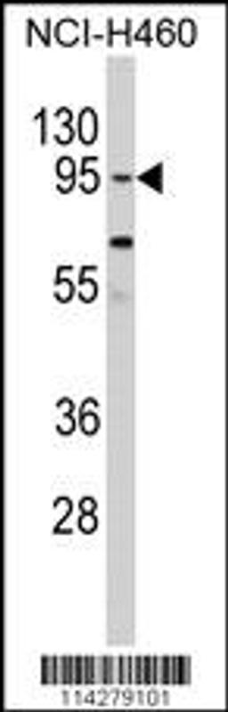 Western blot analysis of CLOCK Antibody in NCI-H460 cell line lysates (35ug/lane)