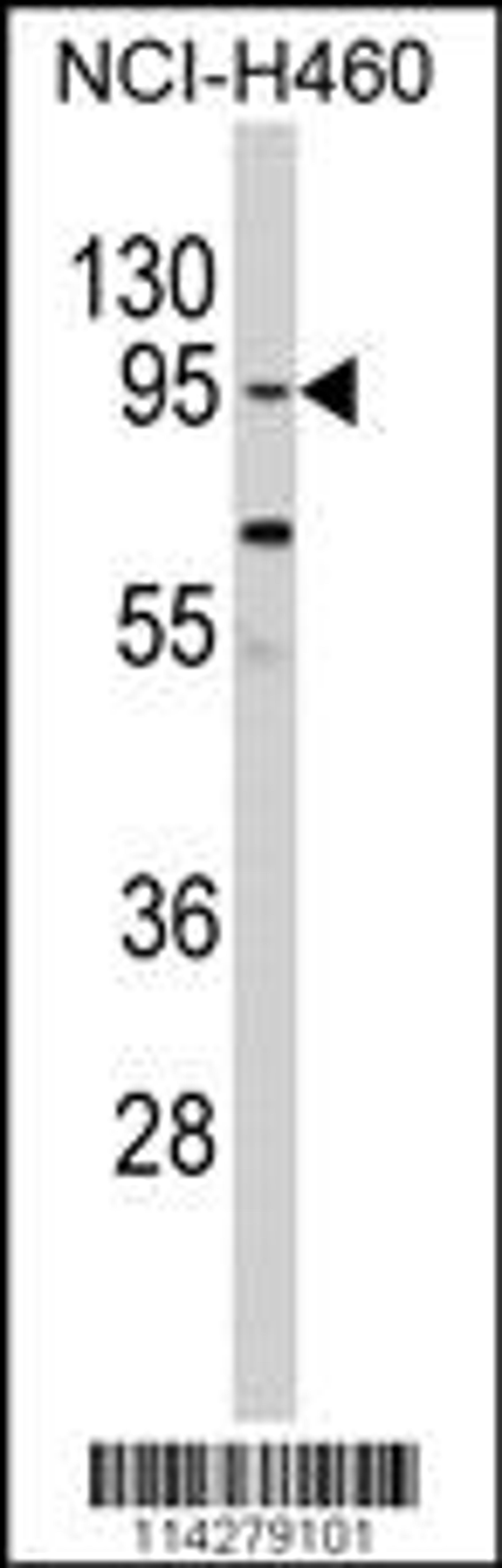 Western blot analysis of CLOCK Antibody in NCI-H460 cell line lysates (35ug/lane)