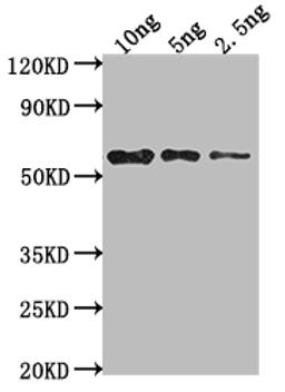 Western Blot. Positive WB detected in Recombinant protein. All lanes: mpII antibody at 1:2000. Secondary. Goat polyclonal to rabbit IgG at 1/50000 dilution. Predicted band size: 57 kDa. Observed band size: 58 kDa.