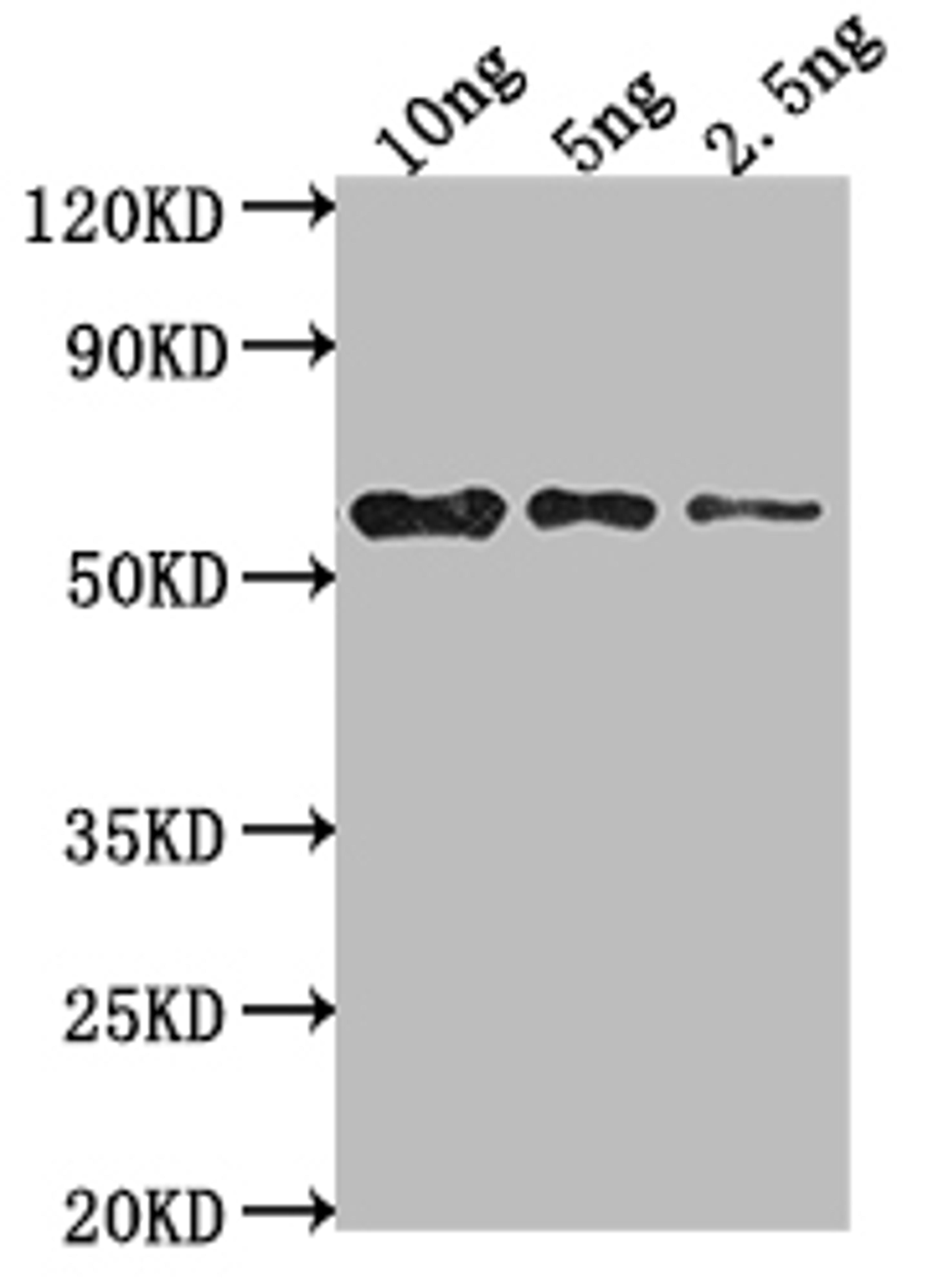 Western Blot. Positive WB detected in Recombinant protein. All lanes: mpII antibody at 1:2000. Secondary. Goat polyclonal to rabbit IgG at 1/50000 dilution. Predicted band size: 57 kDa. Observed band size: 58 kDa.
