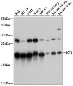 Western blot - ICT1 antibody (A11590)