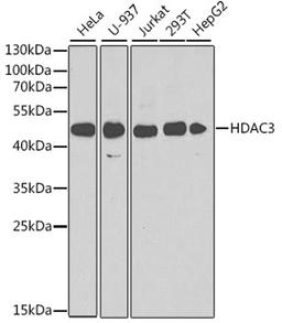 Western blot - HDAC3 antibody (A2139)