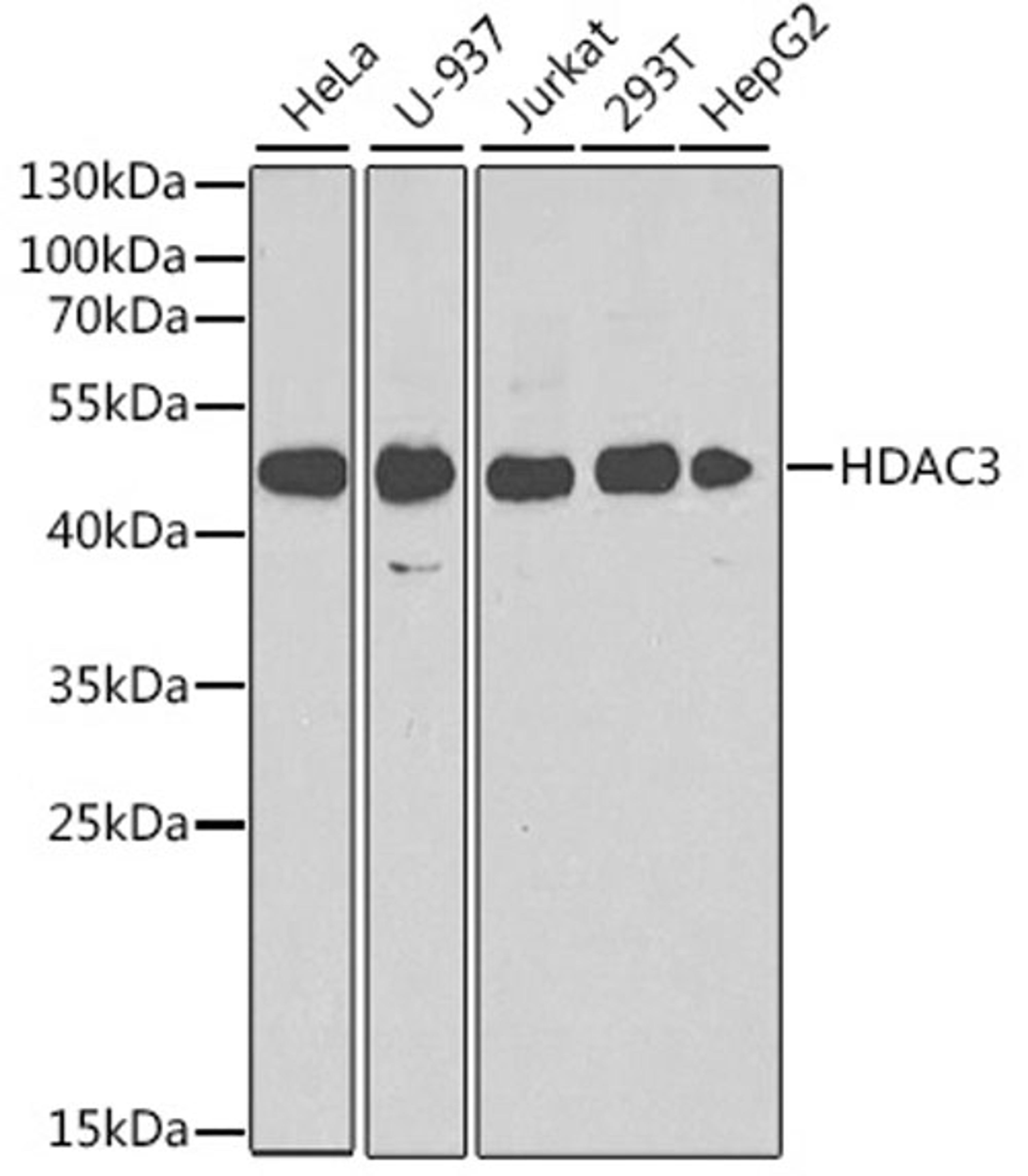 Western blot - HDAC3 antibody (A2139)