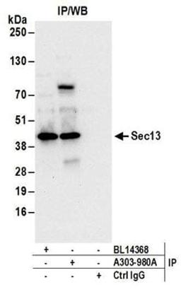 Detection of human Sec13 by western blot of immunoprecipitates.