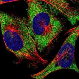 Immunocytochemistry/Immunofluorescence: Ataxin-2 Antibody [NBP1-90063] - Staining of human cell line U-251MG shows positivity in cytoplasm.