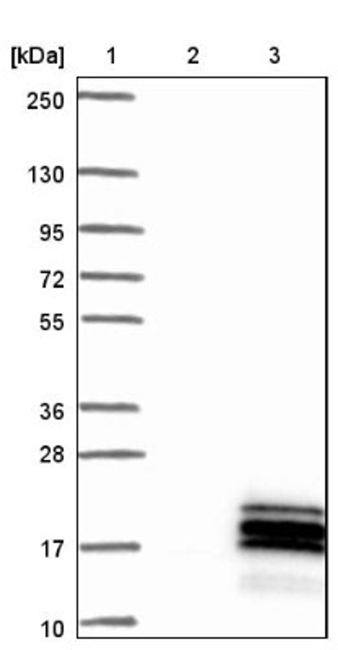 Western Blot: C17orf64 Antibody [NBP1-86197] - Lane 1: Marker [kDa] 250, 130, 95, 72, 55, 36, 28, 17, 10<br/>Lane 2: Negative control (vector only transfected HEK293T lysate)<br/>Lane 3: Over-expression lysate (Co-expressed with a C-terminal myc-DDK tag (~3.1 kDa) in mammalian HEK293T cells, LY405654)