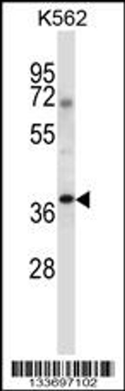 Western blot analysis in K562 cell line lysates (35ug/lane).