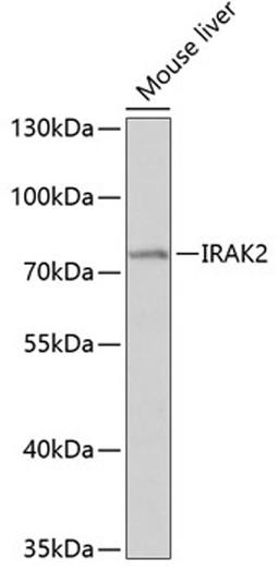 Western blot - IRAK2 antibody (A2753)