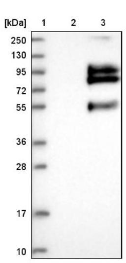 Western Blot: VSIG1 Antibody [NBP1-81074] - Lane 1: Marker [kDa] 250, 130, 95, 72, 55, 36, 28, 17, 10<br/>Lane 2: Negative control (vector only transfected HEK293T lysate)<br/>Lane 3: Over-expression lysate (Co-expressed with a C-terminal myc-DDK tag (~3.1 kDa) in mammalian HEK293T cells, LY403639)