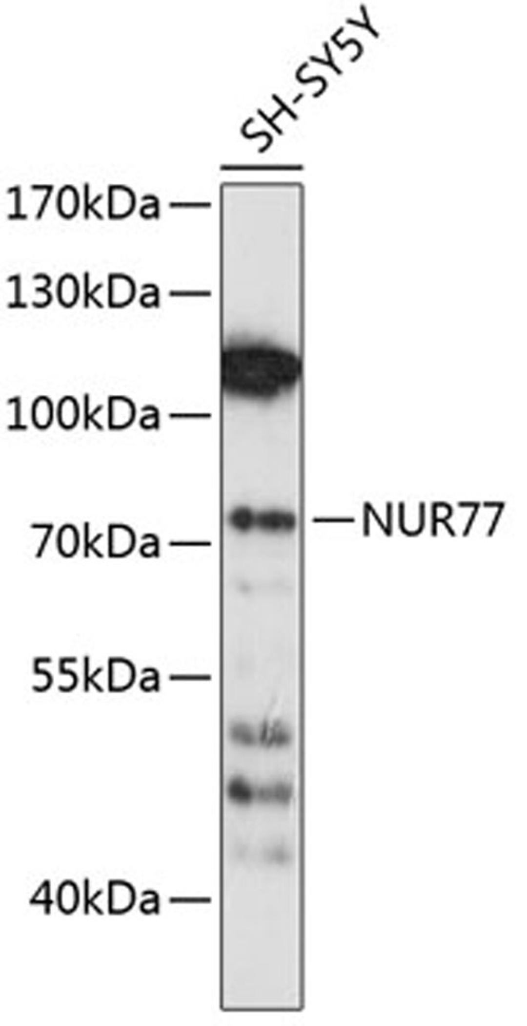 Western blot - NUR77 antibody (A0843)