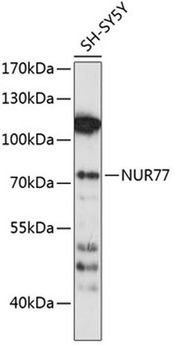 Western blot - NUR77 antibody (A0843)