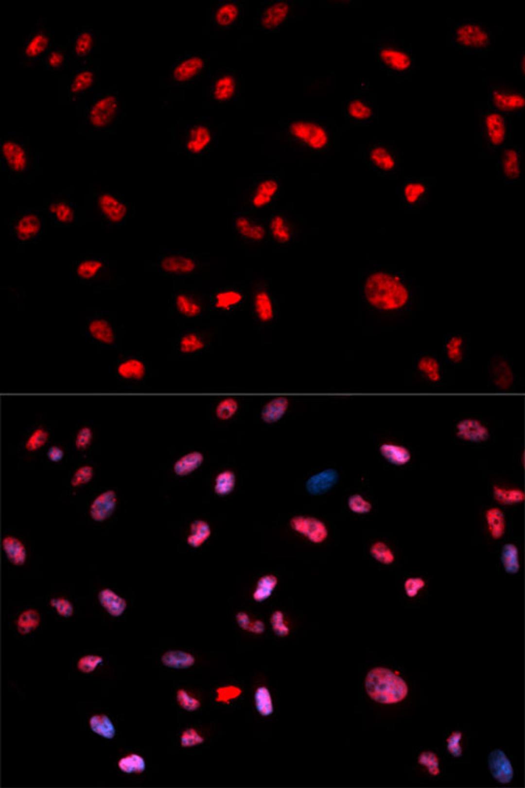 Immunofluorescence - Phospho-Jun-T239 antibody (AP0049)