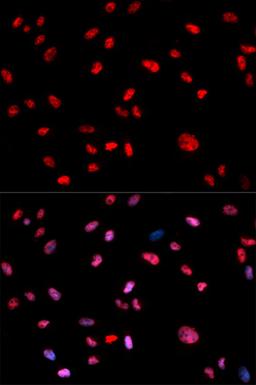 Immunofluorescence - Phospho-Jun-T239 antibody (AP0049)