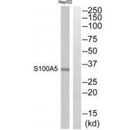 Western blot analysis of extracts from HepG2 cells using S100A5 antibody