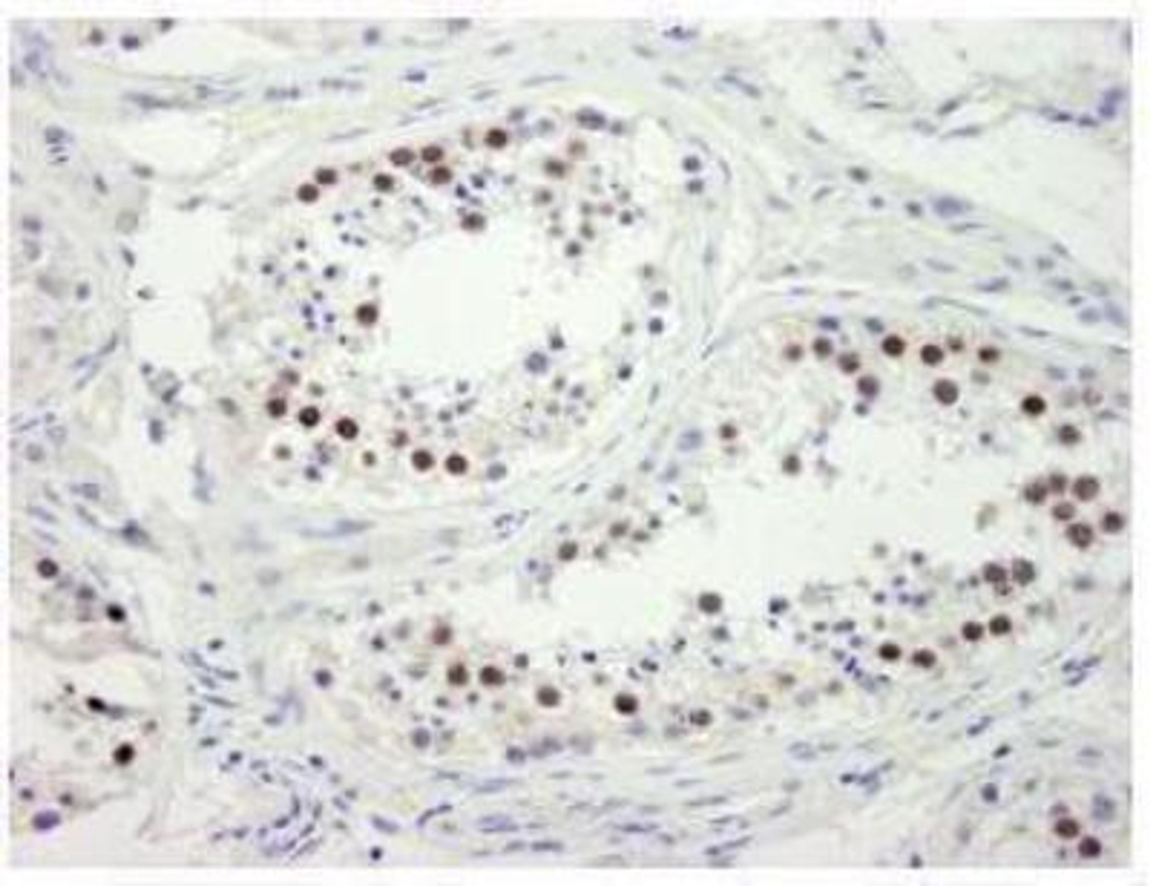 Immunohistochemistry-Paraffin: ZWINT Antibody [NB100-2364] - Detection of Human ZWINT-1 by IHC. Sample: FFPE section of human testis. Antibody: Affinity purified rabbit anti-ZWINT-1 used at a dilution of 1:250.